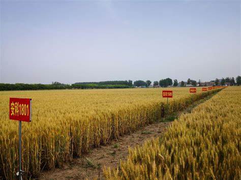 百农4199小麦品种优缺点