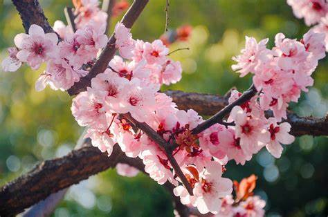 桃花的颜色形状及气味的描写