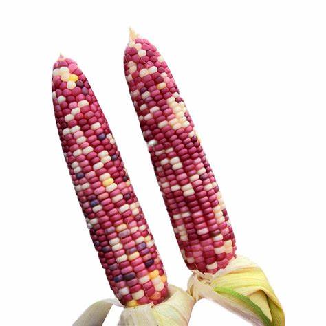 迪卡9256玉米品种详细介绍