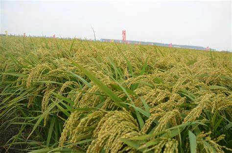 北安积温带玉米品种介绍