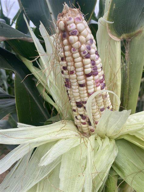 迪卡159玉米品种山东能种植吗