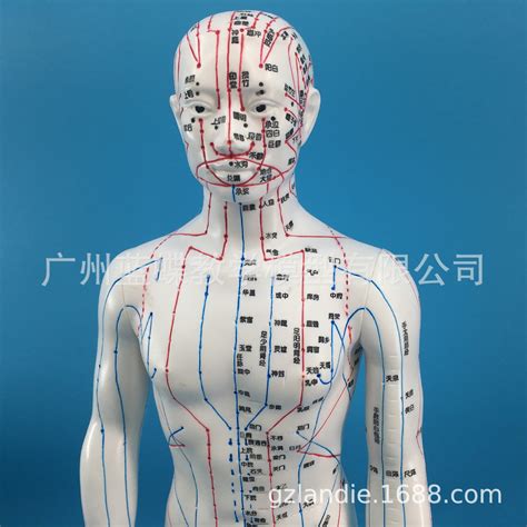 60CM人体经络模型 超清晰经络 男女人体模型 中医针灸穴位模型人-阿里巴巴
