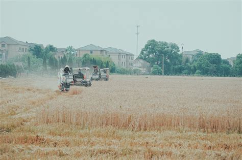 山西农民人工割小麦1人1天1亩地，看他们忙成啥样|麦子|镰刀|小麦_新浪新闻