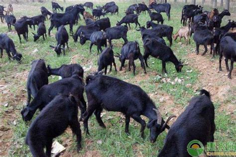 2020黑山羊市场价格多少钱一斤？黑山羊养殖前景及优势分析 - 惠农网