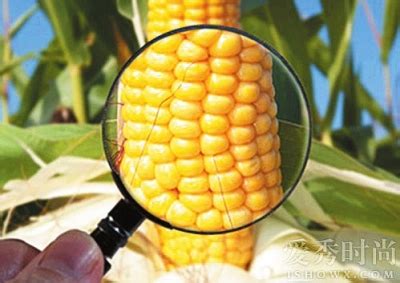 中国十大名牌玉米种子 - 农敢网