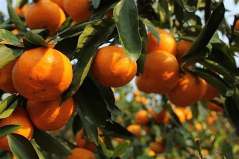 种植柑橘如何施冬肥？柑橘冬肥用什么肥料好？ - 知乎