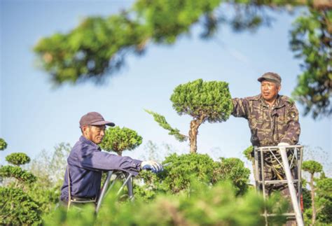 苗木产业引领致富路_滁州市人民政府