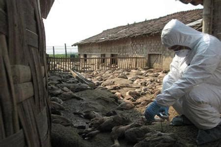 H7N9禽流感来袭-新闻专题-科学网