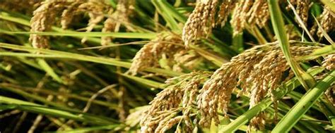 水稻是大米吗,水稻和小麦都是大米吗,小米粮食百科_大山谷图库
