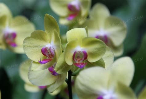 8大名贵兰花品种，热爱兰花的你认识几种？