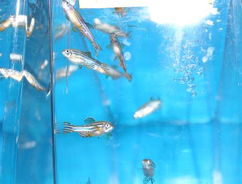 斑马鱼繁殖周期及过程 - 百科 - 酷钓鱼