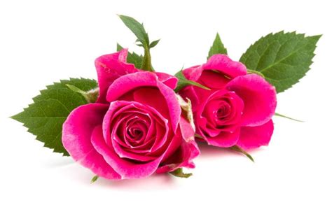 美丽的玫瑰花图片-两朵红色玫瑰花素材-高清图片-摄影照片-寻图免费打包下载