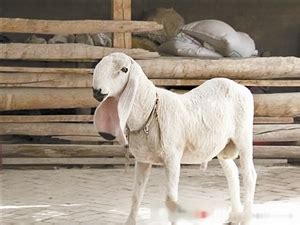 新疆再现天价“刀郎羊” 1200万元史上最贵_财经_腾讯网