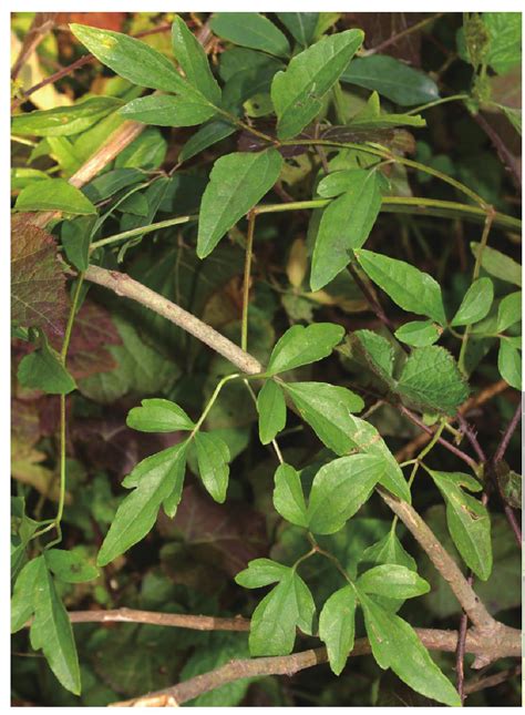 威灵仙-天目山药用植物-图片