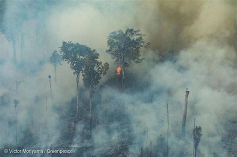 巴西亚马逊雨林一年损毁面积激增22%，创15年来新高