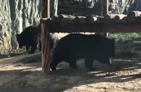 宁波雅戈尔动物园发生老虎咬人事件 现场视频曝光