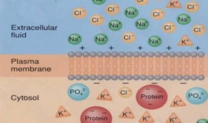 科学网—PNAS：一个定位于内质网的细胞色素b5蛋白作用于盐胁迫下的钾离子转运 - 郝兆东的博文