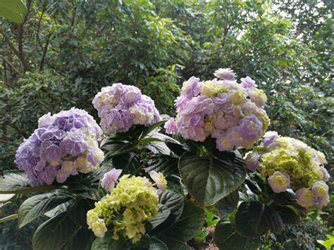 盆栽绣球花的最佳养殖方法和注意事项_爱花网