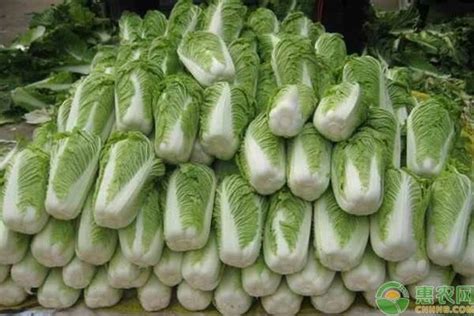 1月8日山东肥城大白菜价格继续上涨！ - 蔬菜行情 - 绿果网