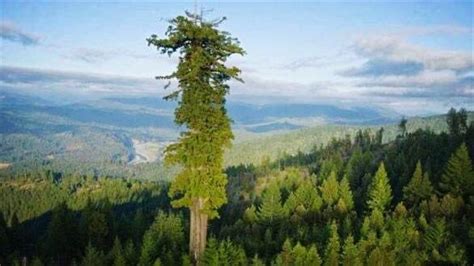 美丽的天然高树古树低高清图片下载-正版图片507447694-摄图网