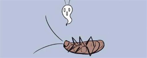 打死蟑螂会有更多蟑螂吗 打死蟑螂会不会有更多蟑螂_知秀网