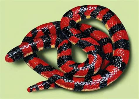 五颜六色的蛇,最艳丽的蛇有粉红色标记!就差拼个彩虹了|粉红色|标记|马达加斯加_新浪新闻