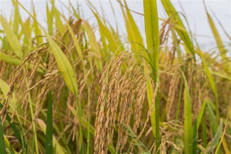 东北适合种植什么品种水稻 - 业百科