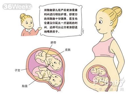 双胞胎胎儿发育图_科普图库_亲子图库_太平洋亲子网