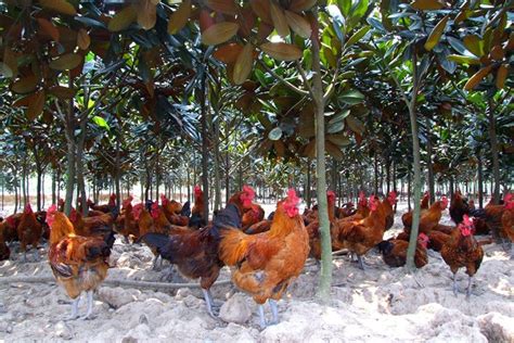 温室养鸡一平方米能养多少只？附养殖成本和利润分析 - 运富春