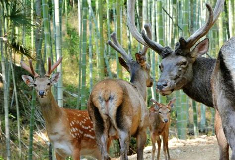 中国的“奈良公园”——安徽九牧皇家鹿业_中国江苏网