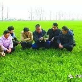 第五届“安徽省农民满意农技员”先进事迹_科学技术_推广_农业