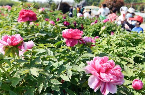 安徽亳州国姿天香牡丹开 市民花丛中拍照游玩