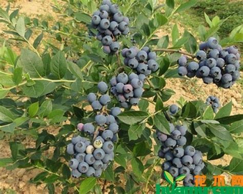 现在蓝莓树苗价格多少钱一棵？蓝莓苗盆栽技术养殖方法-花木行情-中国花木网
