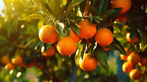 橘子阳光明媚的花园高清图片下载-正版图片503339676-摄图网