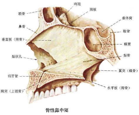 鼻子构造图解图片