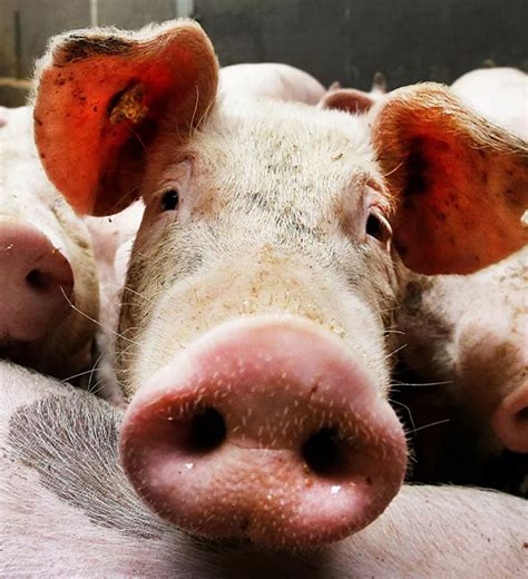 俄滨海边疆区三个区首次发现非洲猪瘟疫情 - 2020年10月29日, 俄罗斯卫星通讯社