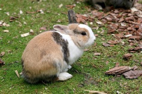 给兔子取个名字萌一点 给兔兔起什么名字可爱 - 万年历