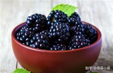 黑莓和桑葚这两种水果，你能分的清楚吗？ - 知乎