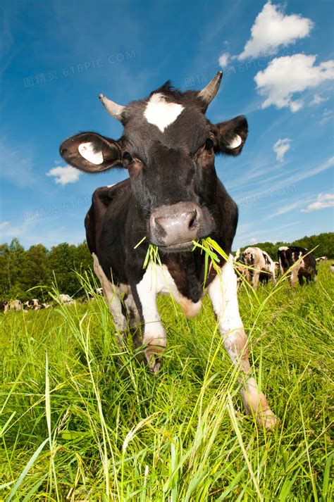 在悠闲吃着青草的奶牛摄影高清jpg图片免费下载_编号1kehx9gk1_图精灵