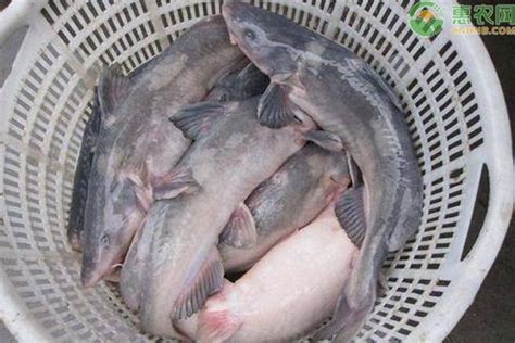 长江鮰鱼是几级保护动物？ - 酷钓鱼