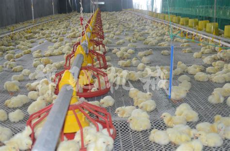 中国某大型养鸡场的自动化设备，令人叫绝！