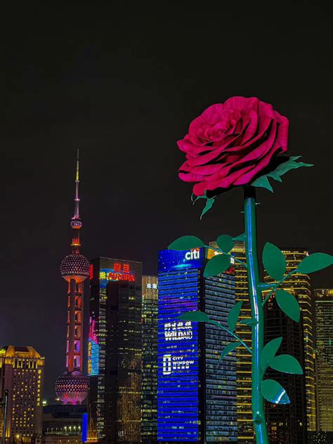 这是情人节的上海限定吗 果然是浪漫至死不渝