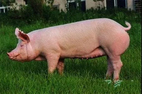 繁育管理文章-养猪课堂