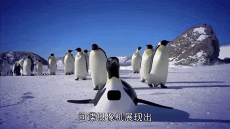 《企鹅间谍》：BBC在企鹅群里放了一个特务