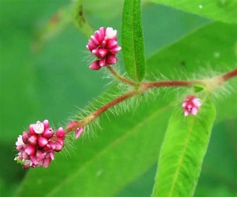 红蓼花如何种植？红蓼的种植方法和栽培技术及注意事项-绿宝园林网
