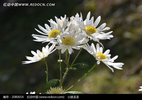 白色木桌上的一束白菊花高清图片下载-正版图片505583631-摄图网
