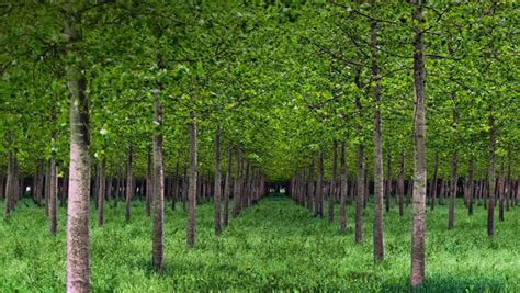 园林绿化工程系列——苗木如何采购与入库 - 知乎