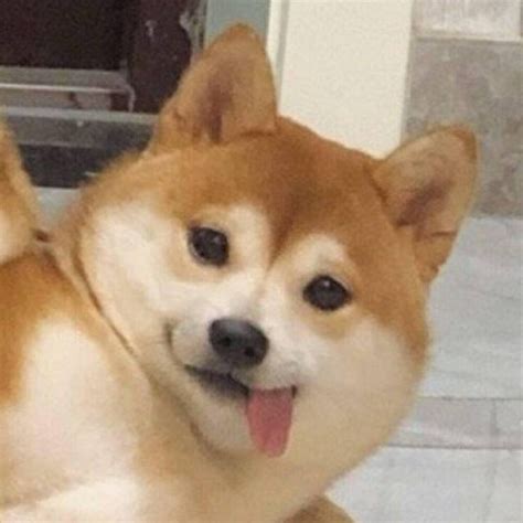 柴犬壁纸图片