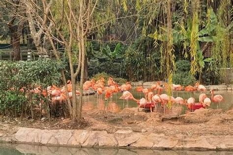 郑州市动物园的营业性游乐设施，啥时候清退？ - 知乎