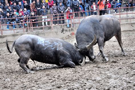 西班牙斗牛的来历，西班牙斗牛图片(2)_法库传媒网